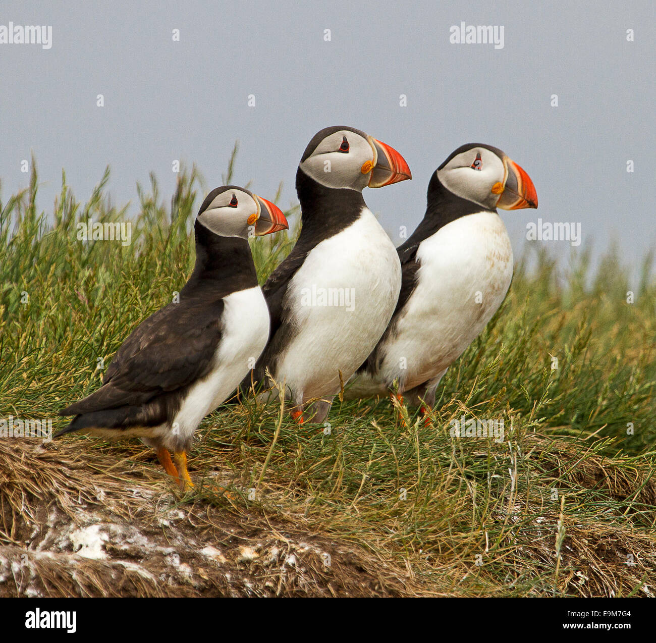 Tre i puffini Fratercula arctica fianco a fianco in un identico pone con sfondo di erba e cielo blu su isole farne Inghilterra Foto Stock