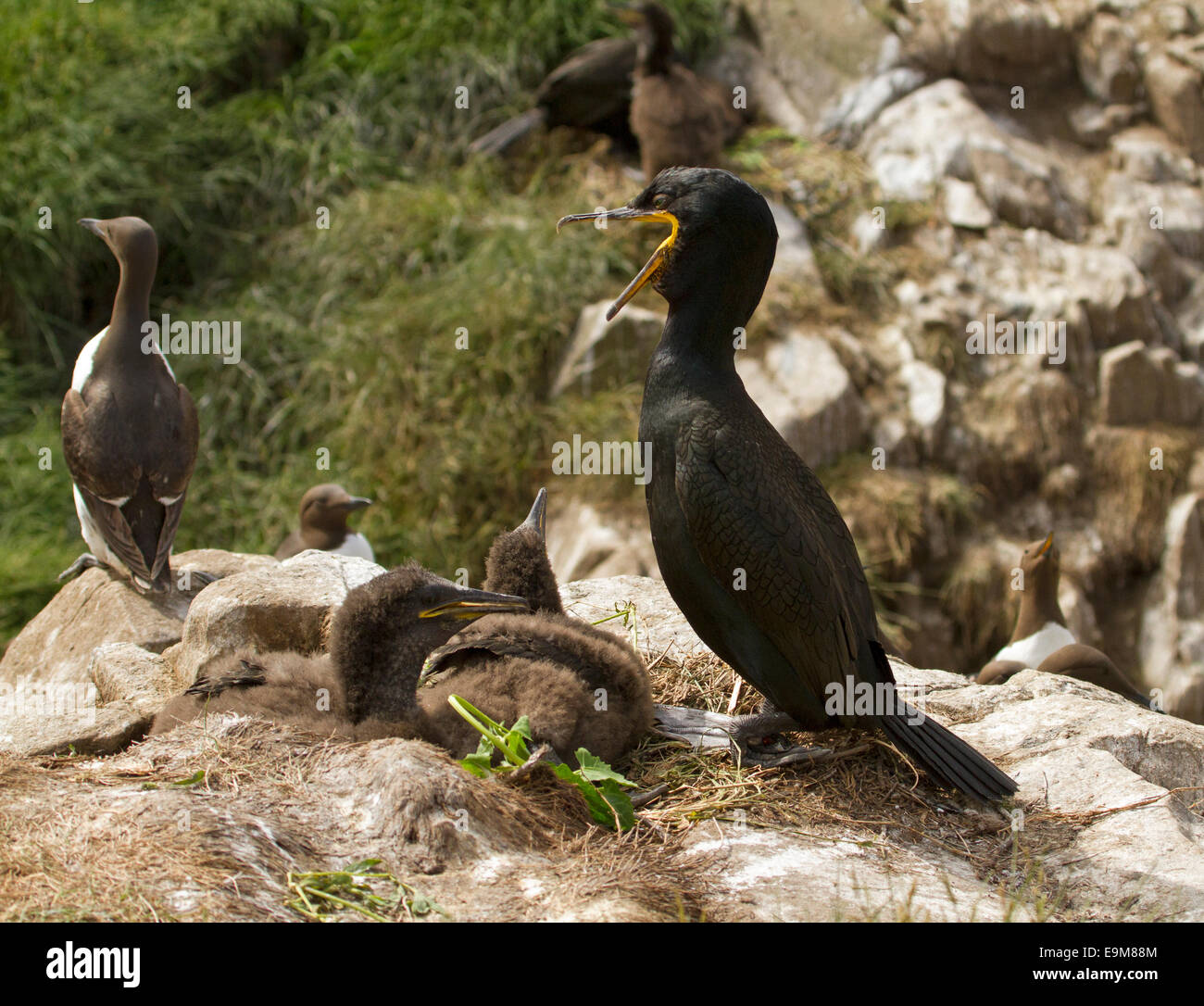 Shag / cormorano Phalacrocorax aristotelis sulle rocce da nido con due grandi fluffy pulcini & guillimot vicino a farne le isole Foto Stock