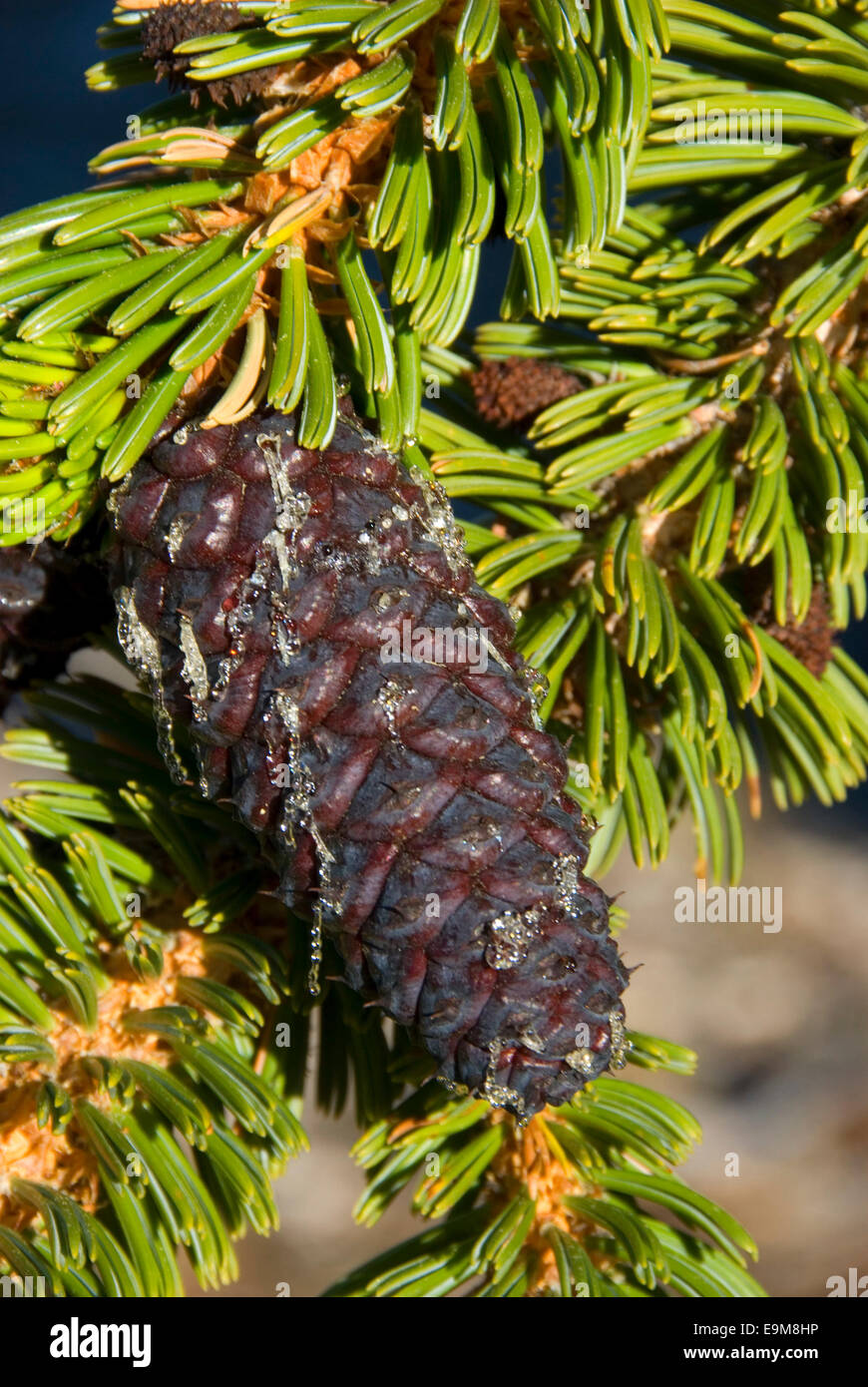 Bristlecone Pigna, Bristlecone antica foresta di pini, Inyo National Forest, California Foto Stock