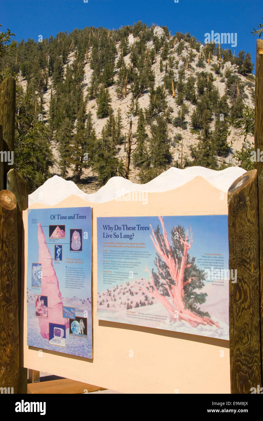 Schulman Grove Visitor Center schede interpretative, Bristlecone antica foresta di pini, Inyo National Forest, California Foto Stock