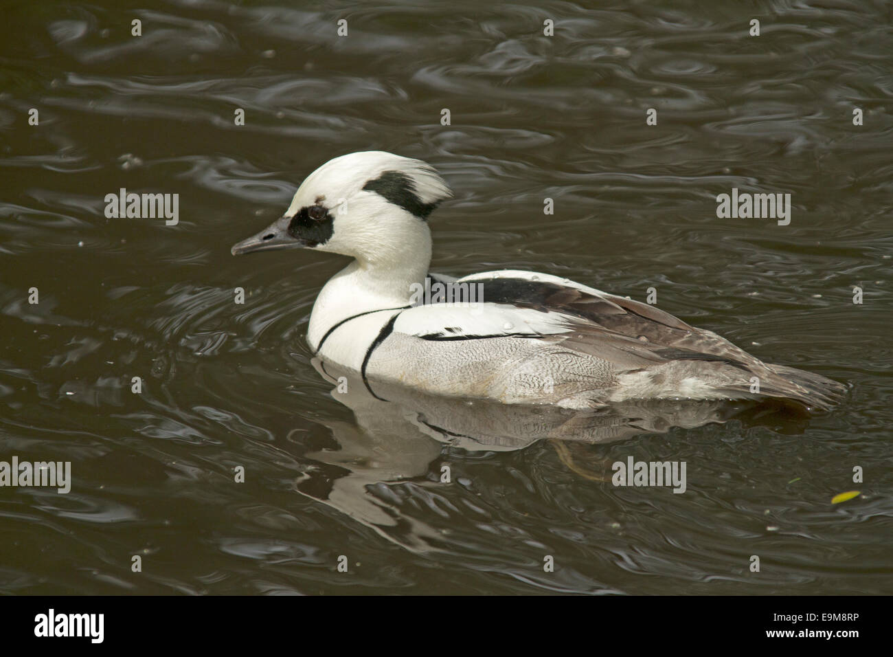 Maschio, Smew Mergellus albellus, attraente in bianco e nero waterbird sull' acqua scura delle zone umide lago in Inghilterra Foto Stock