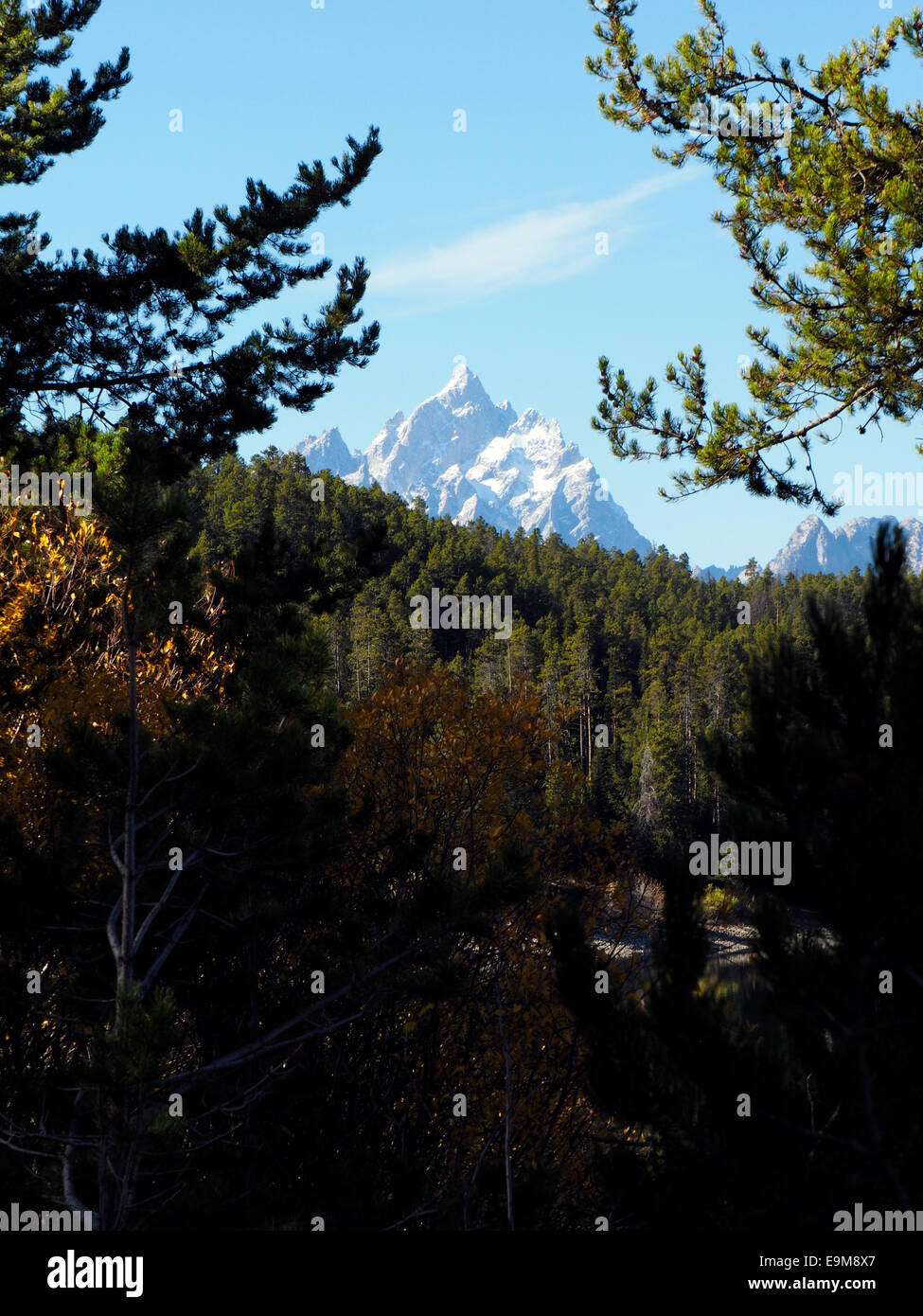 Coperta di neve Grand Teton picco di montagna incorniciata da un bosco di pini a rami di alberi Foto Stock