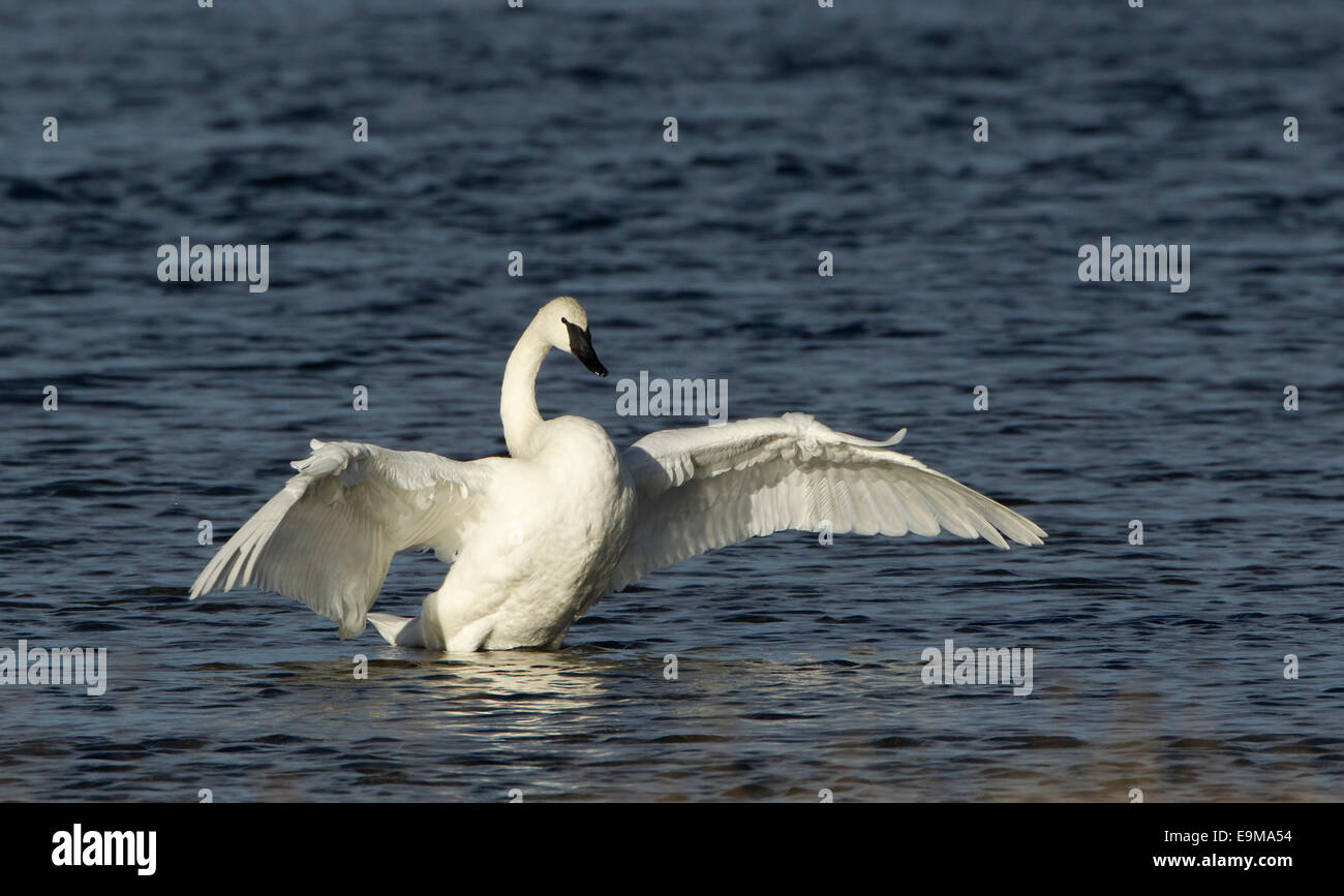 Trumpeter Swan sbattimenti Ali Foto Stock