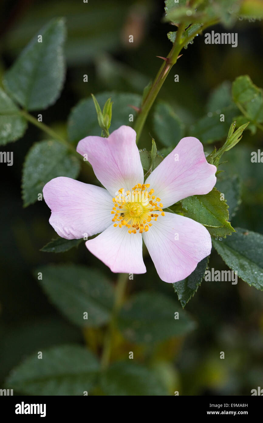 Rosa canina. La rosa canina in fiore. Foto Stock