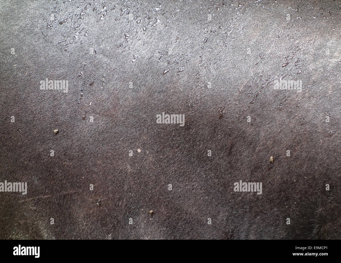 Il tapiro la texture della pelle Foto Stock