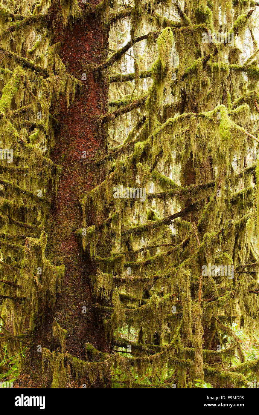 Hoh rainforest, il parco nazionale di Olympic, forche, Washington, Stati Uniti Foto Stock