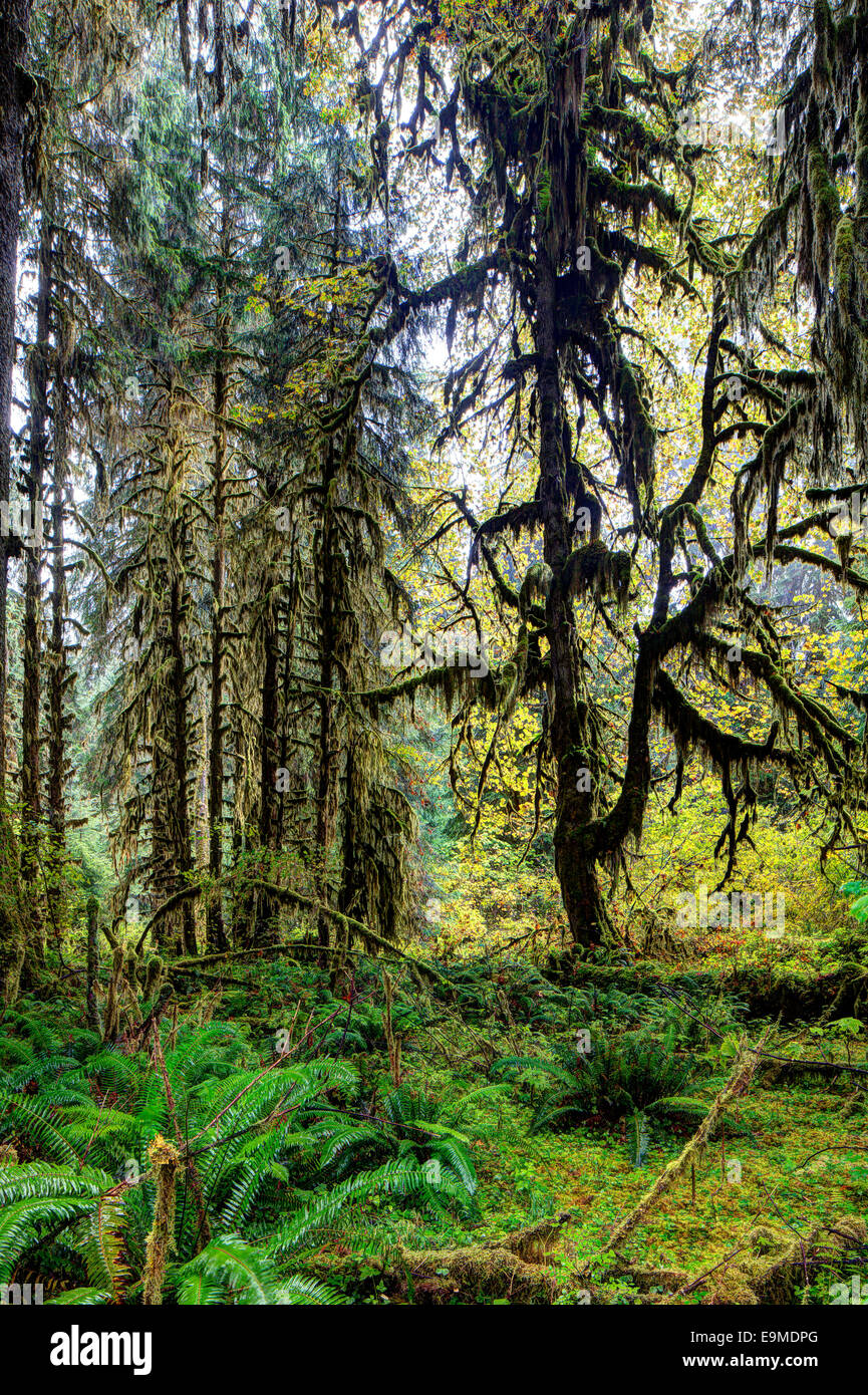 Hoh rainforest, il parco nazionale di Olympic, forche, Washington, Stati Uniti Foto Stock