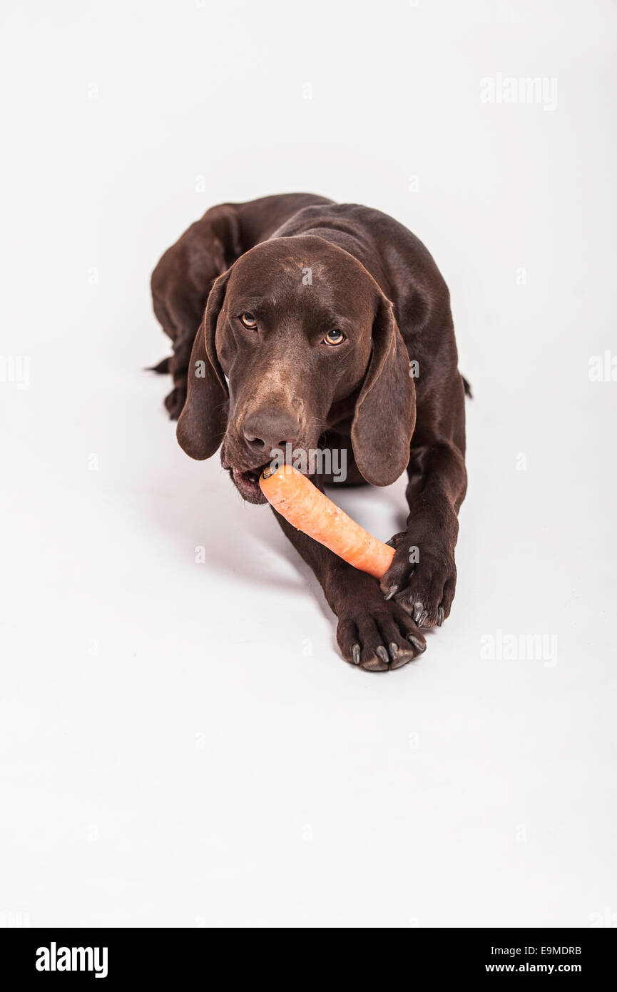 Il tedesco Shorthaired puntatore masticare una carota Foto Stock