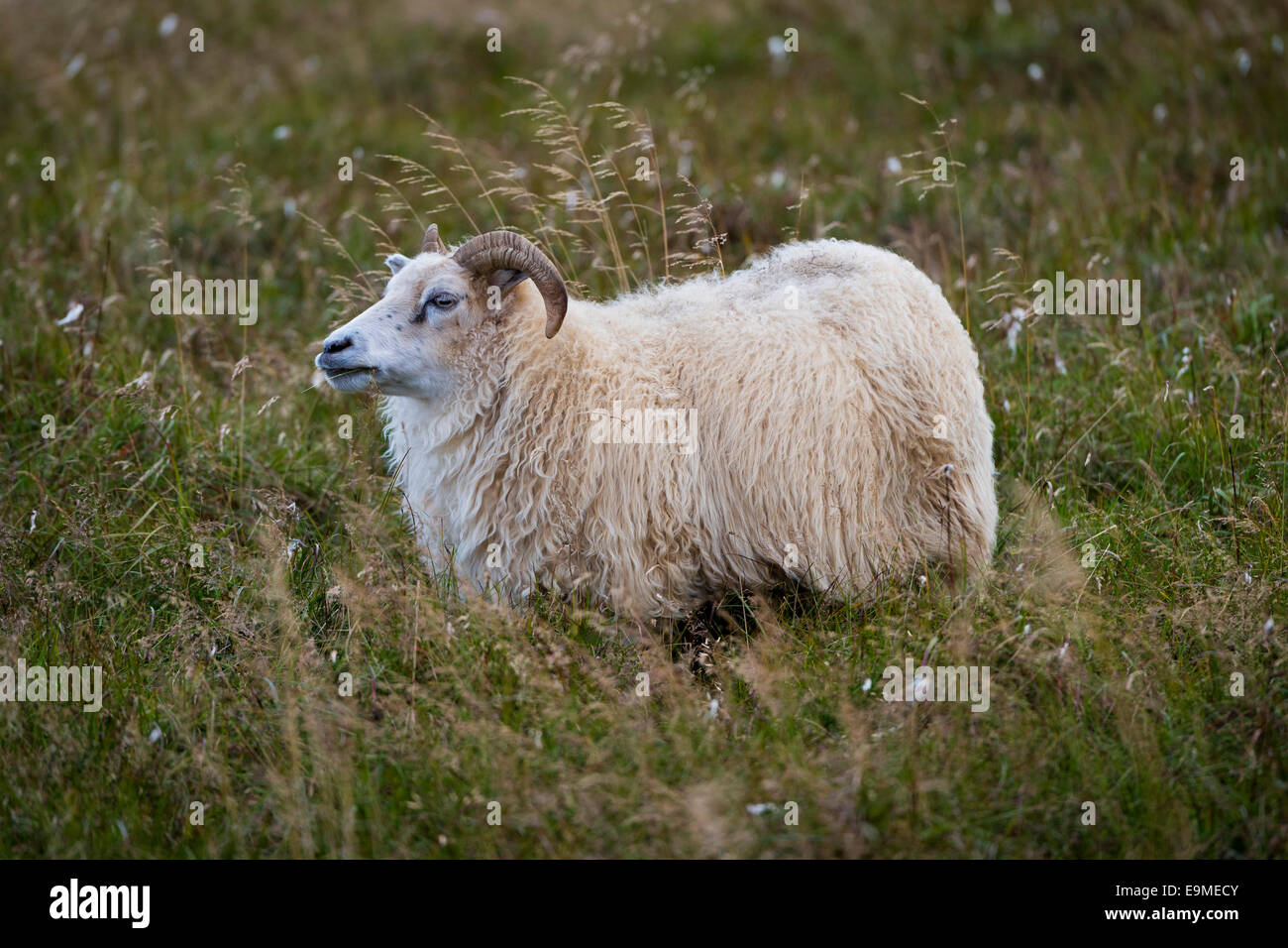 Pecore, Reykjanesskagi, penisola meridionale o di Reykjanes, Islanda Foto Stock