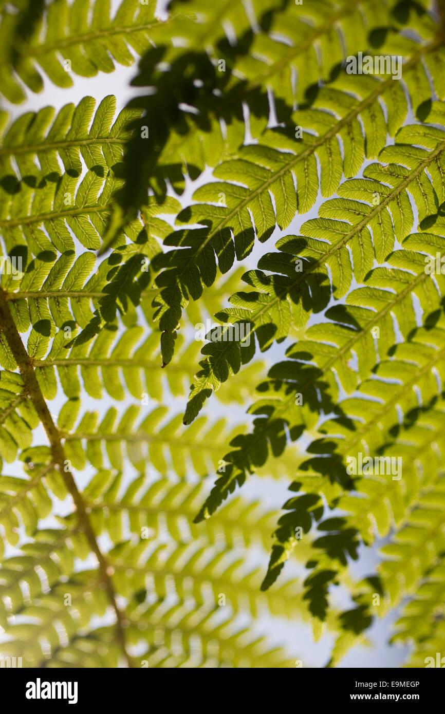 Full frame shot di foglie Foto Stock