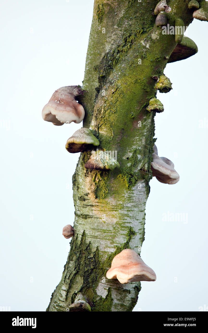 Staffa funghi su argento betulla in autunno a Cannock Chase Area di straordinaria bellezza naturale Staffordshire Foto Stock