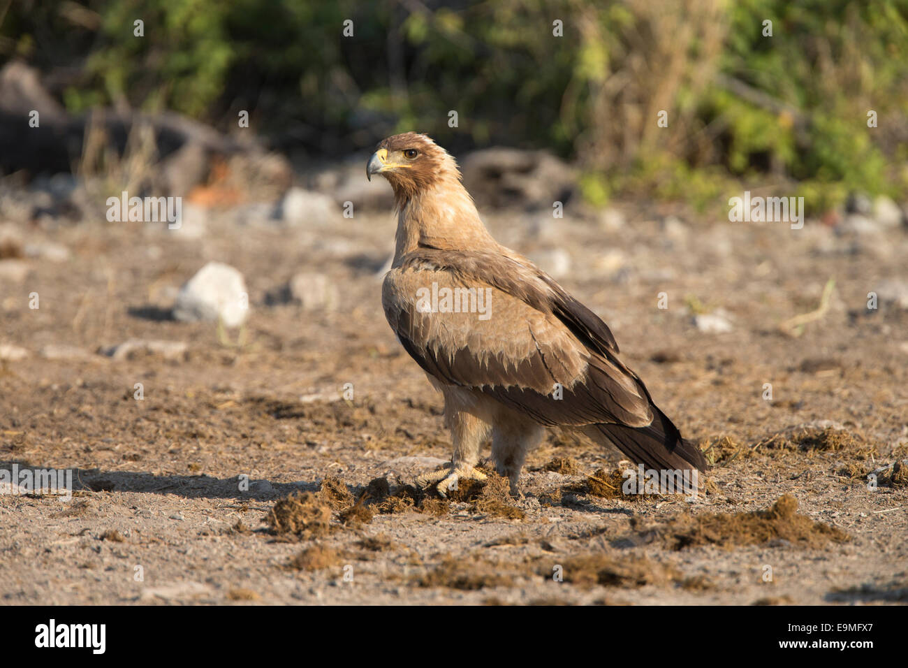 Bruno eagle (Aquila rapax), il Parco Nazionale di Etosha, Namibia Foto Stock