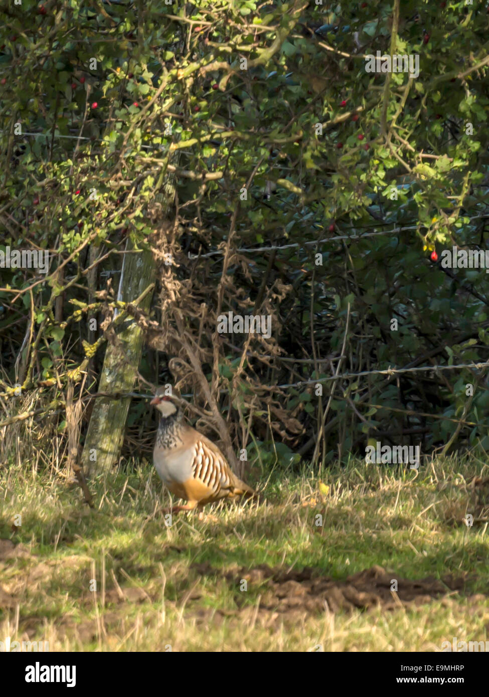 Zampe rosse o Pernice francese [Alectoris rufa] in piedi nel terreno ombreggiato. Di sera presto in habitat naturali. Foto Stock