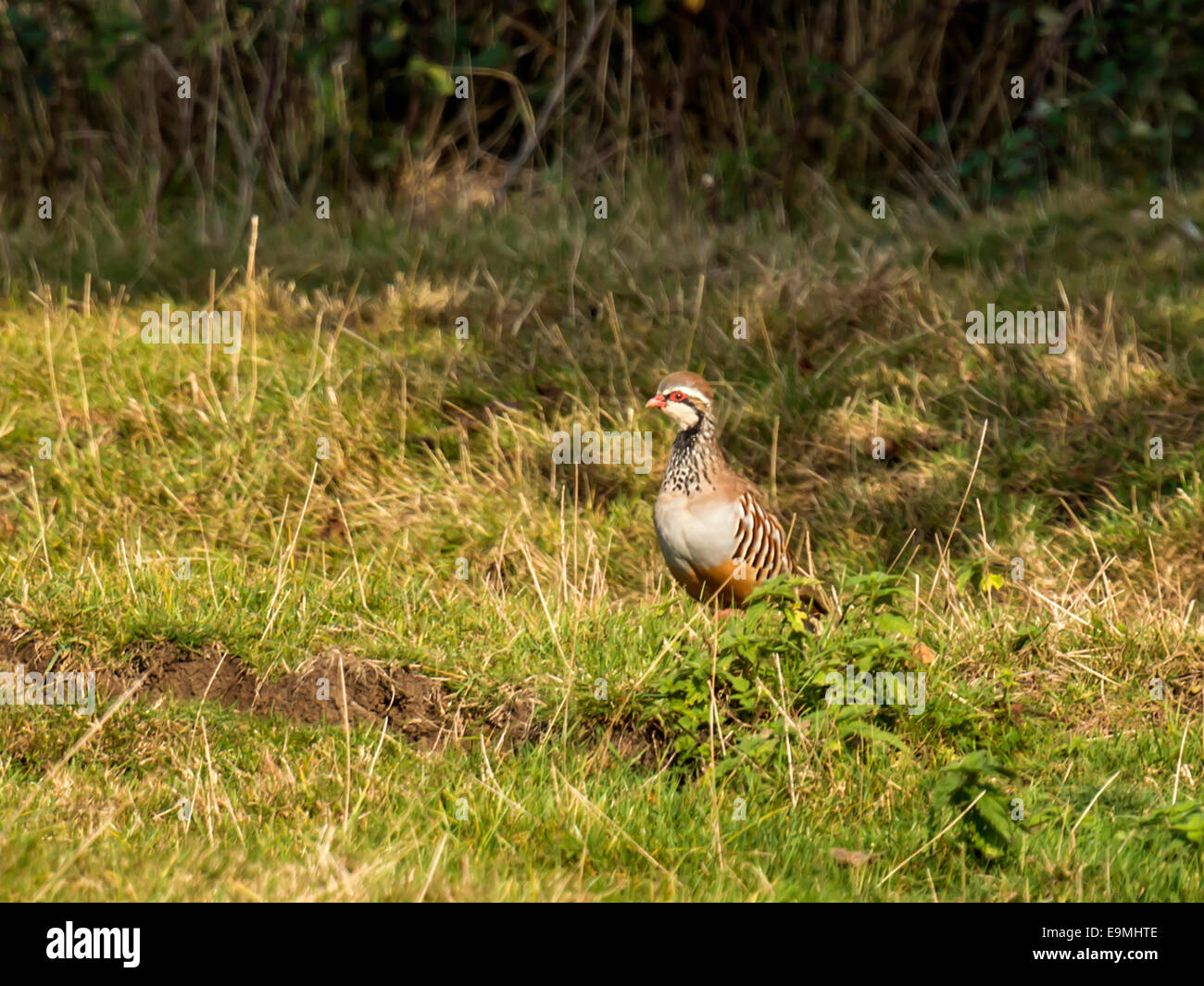 Zampe rosse o Pernice francese [Alectoris rufa] in piedi nel terreno ombreggiato. Di sera presto in habitat naturali. Foto Stock