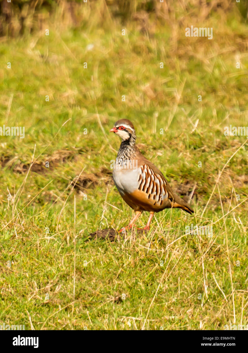 Zampe rosse o Pernice francese [Alectoris rufa] in piedi in terreno aperto. Di sera presto in habitat naturali. Foto Stock