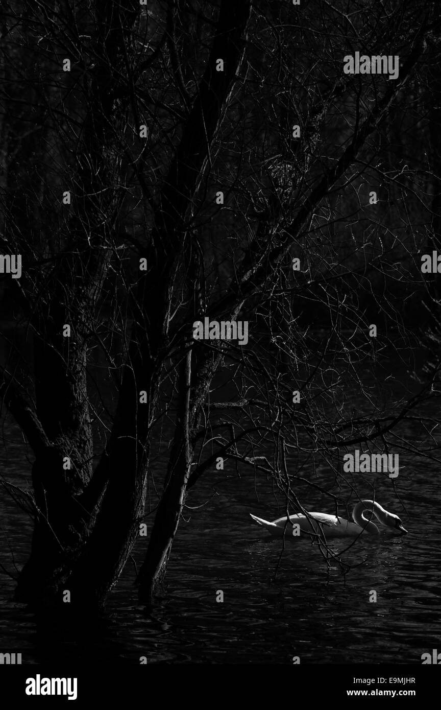 Accensione della luce su un cigno Foto Stock