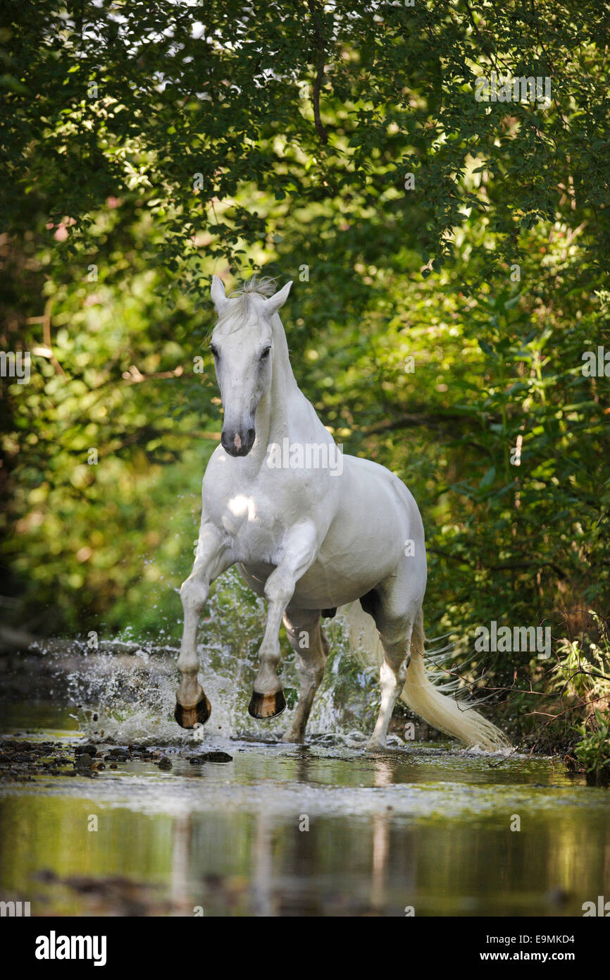 Lipizzan cavallo adulto grigio galopping acqua poco profonda in Germania Foto Stock