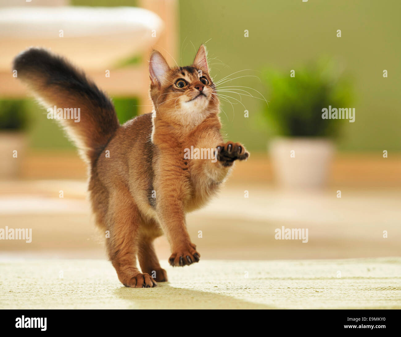 Gatto somalo capretti guardando la caccia qualcosa di Germania Foto Stock