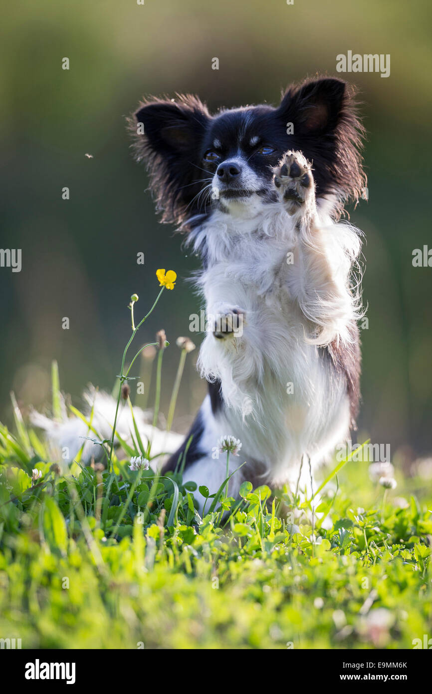 Chihuahua cane adulto seduto haunches erba Germania Foto Stock