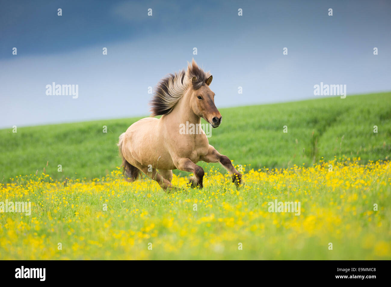 Cavallo islandese Dun castrazione pascolo galoppante Austria Foto Stock