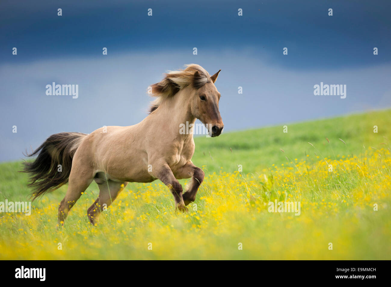 Cavallo islandese Dun castrazione pascolo galoppante Austria Foto Stock