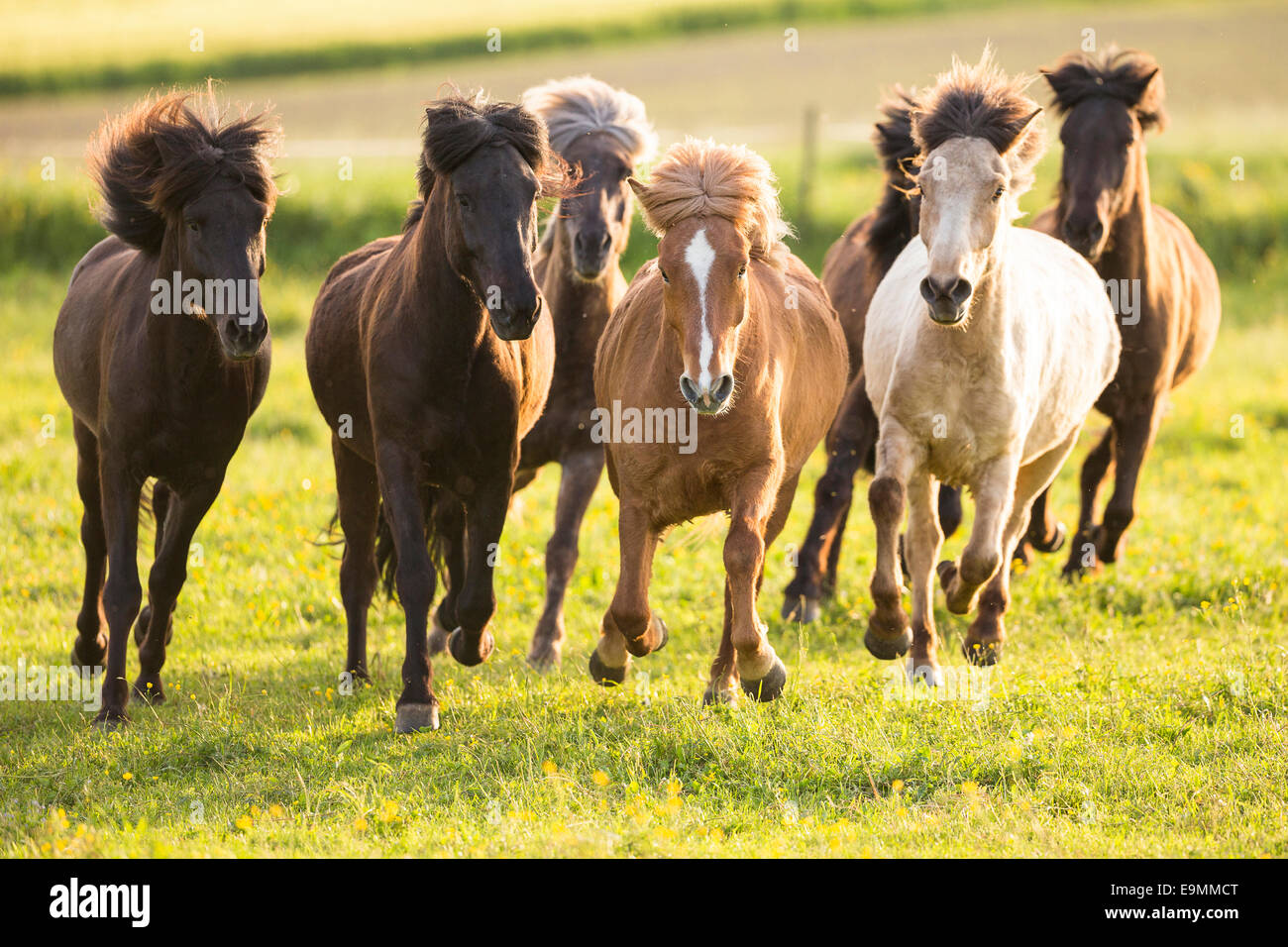 Islandese allevamento di cavalli al galoppo pascolo Austria Foto Stock