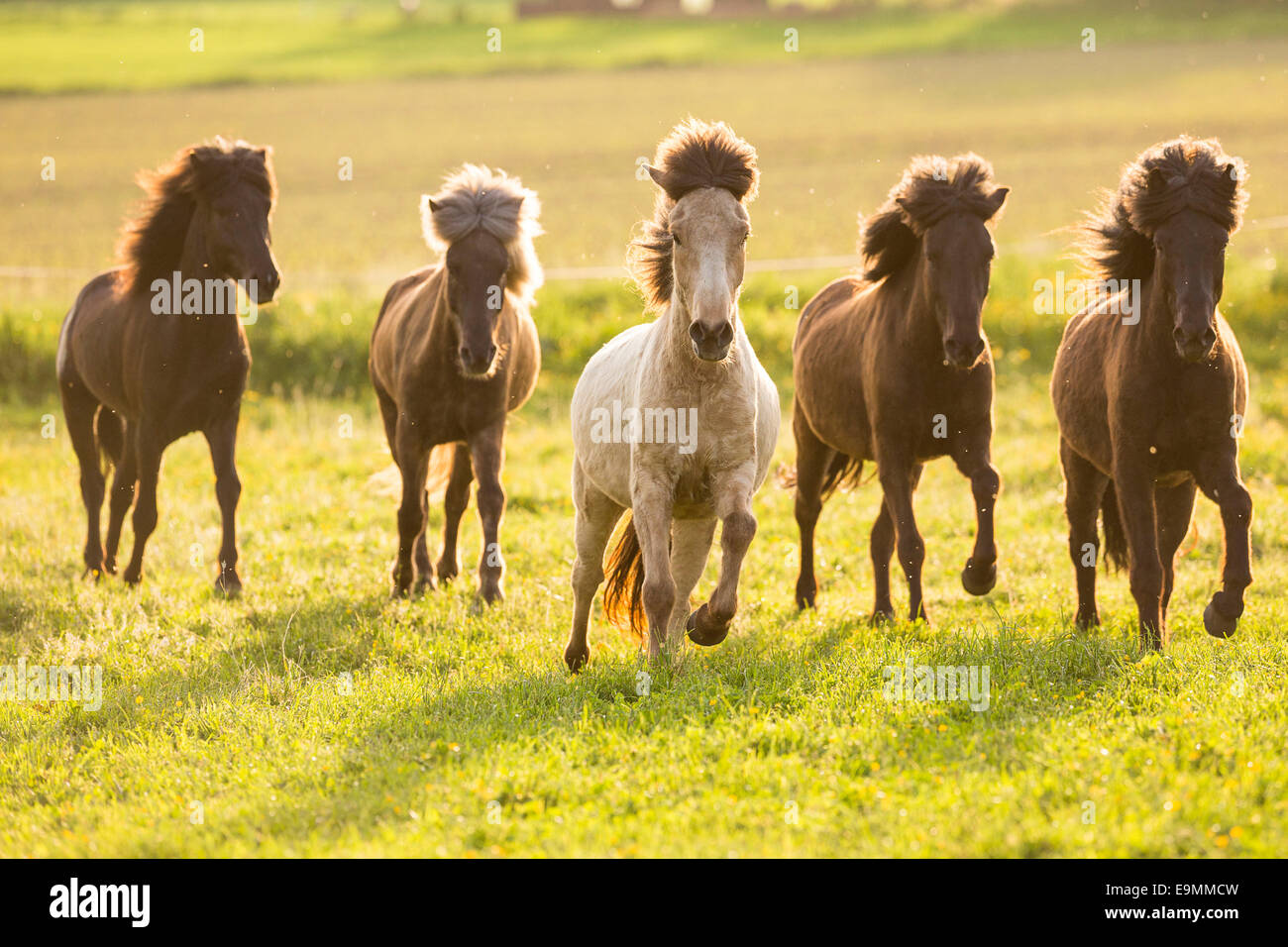 Islandese allevamento di cavalli al galoppo pascolo Austria Foto Stock