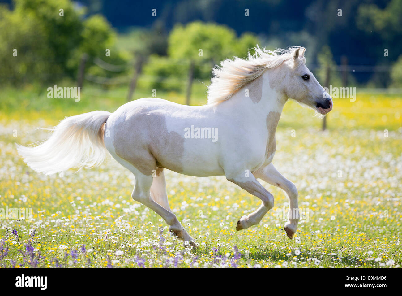 Pinto pony pascolo galoppante Germania Foto Stock