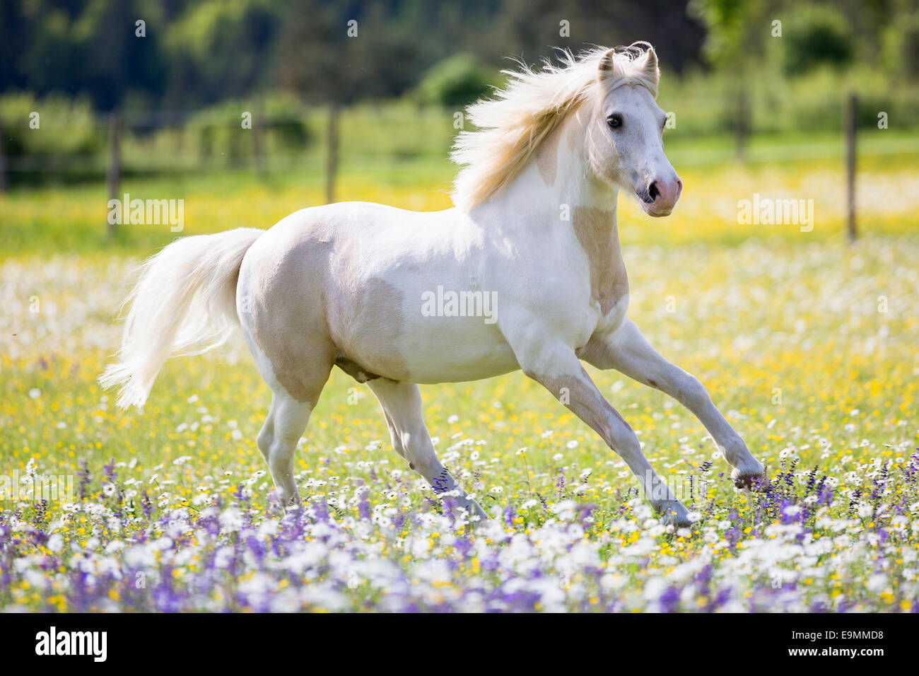 Pinto pony pascolo galoppante Germania Foto Stock
