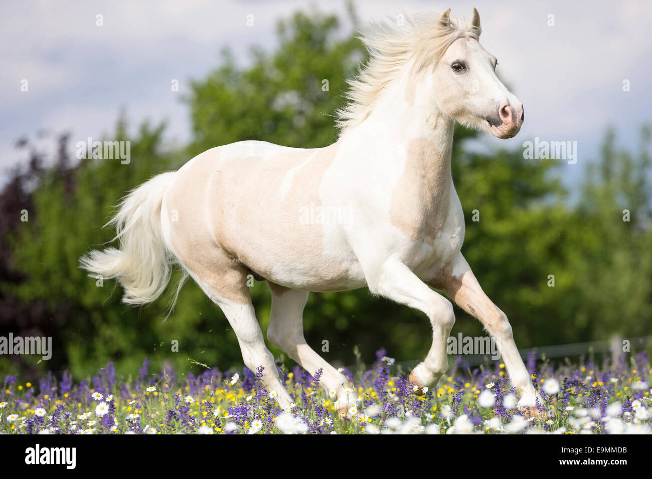 Pinto pony al galoppo pascoli fioriti Germania Foto Stock