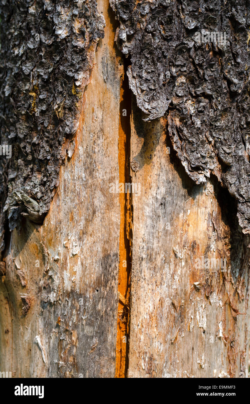 Corteccia di un albero di spaccare la legna in Canada Foto Stock