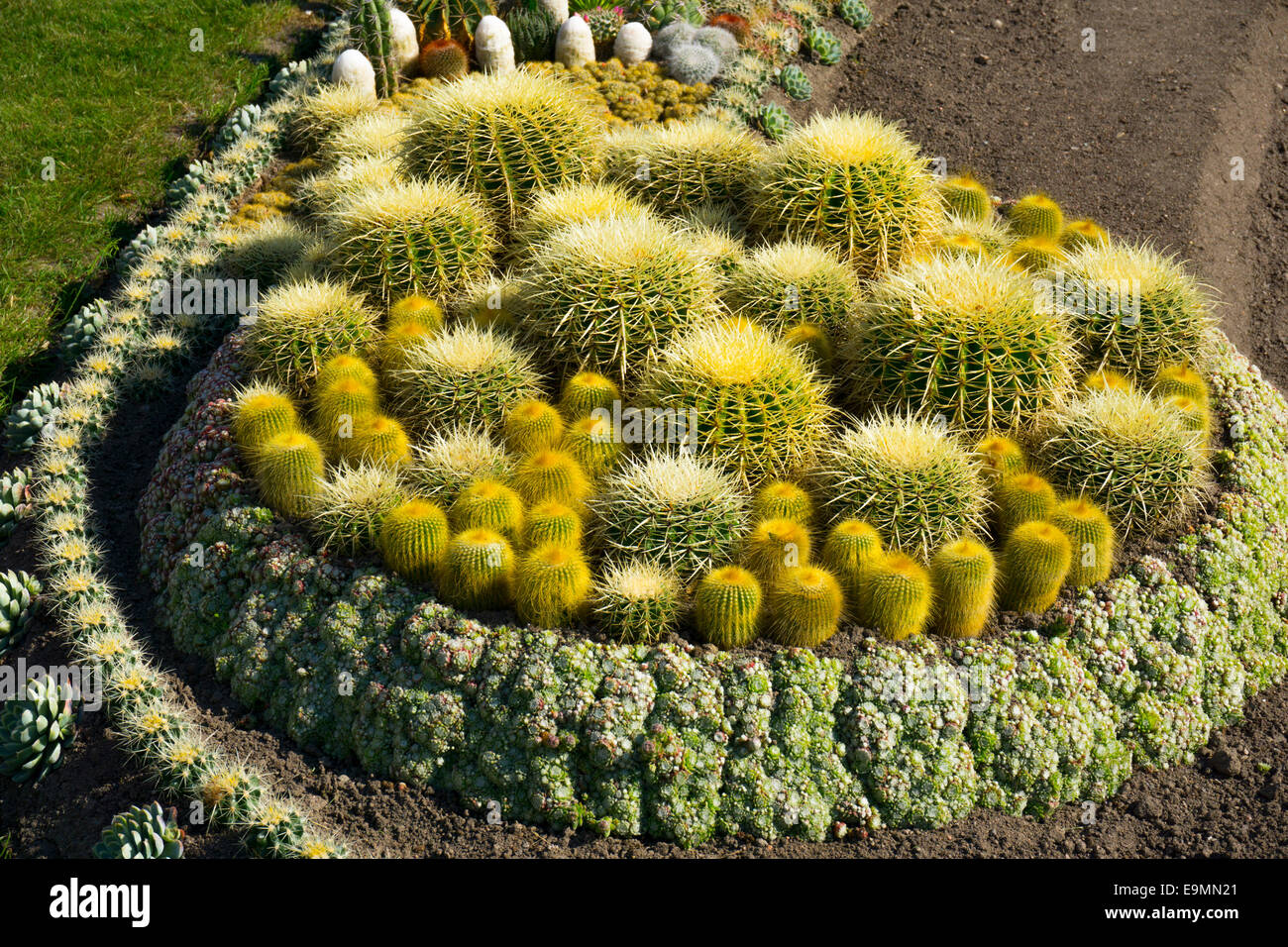 Il giardino dei Cactus nel parco pubblico, Norrkobing, Svezia, sotto stabilimento Foto Stock