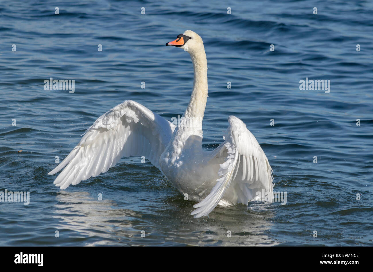 Swan diffondere le sue ali, fiume stour Essex REGNO UNITO Foto Stock