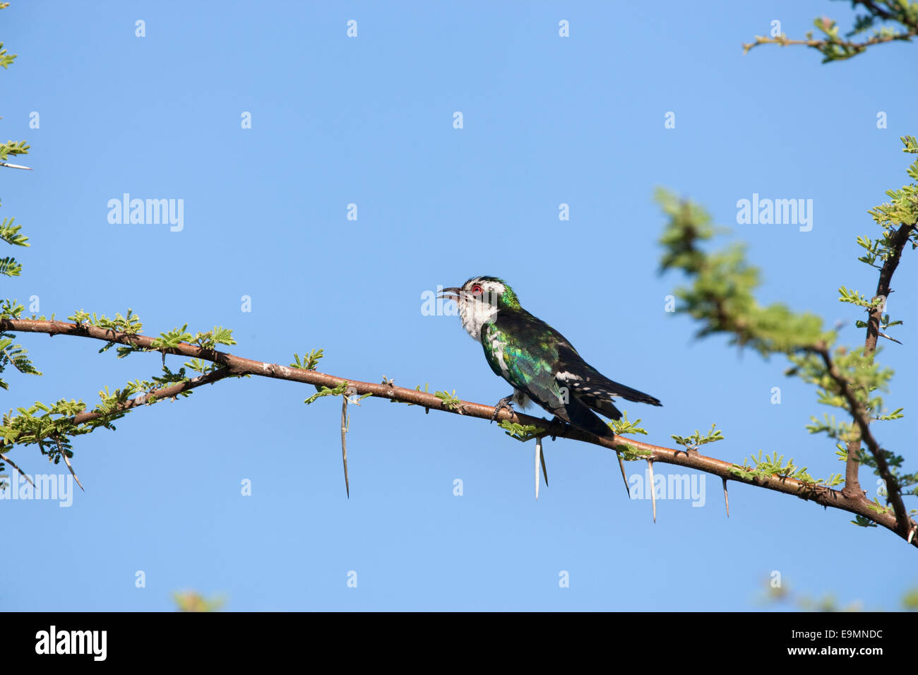 Diderick cuculo, Chrysococcyx caprius, Kruger National Park, Sud Africa Foto Stock