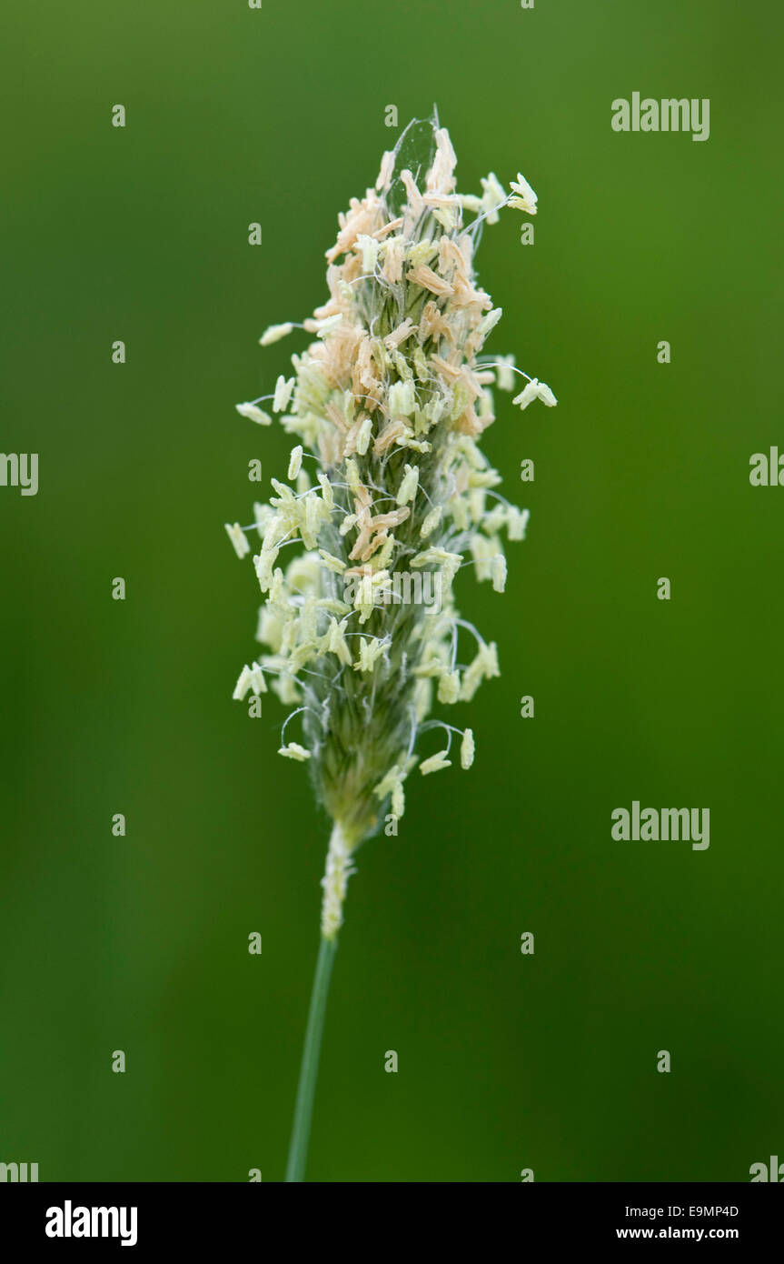 Testa di fioritura di coda di volpe, Alopecurus pratensis con filamenti maschio e stami Foto Stock
