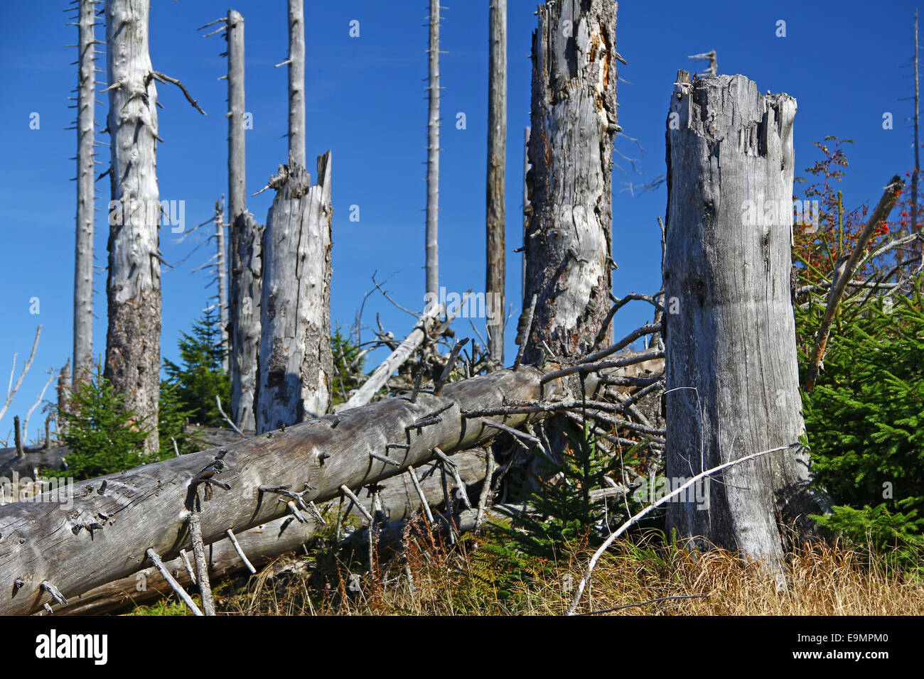 Morendo foreste nella Foresta Bavarese Foto Stock