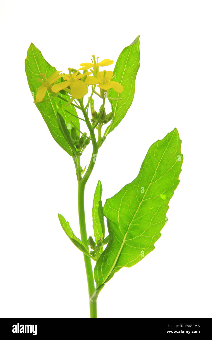 Senape nera (Brassica nigra) Foto Stock