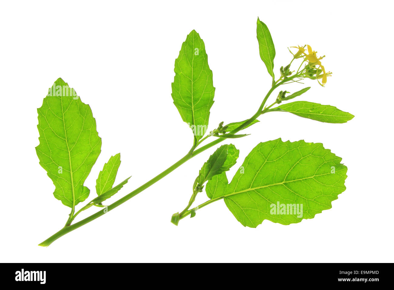 Senape nera (Brassica nigra) Foto Stock