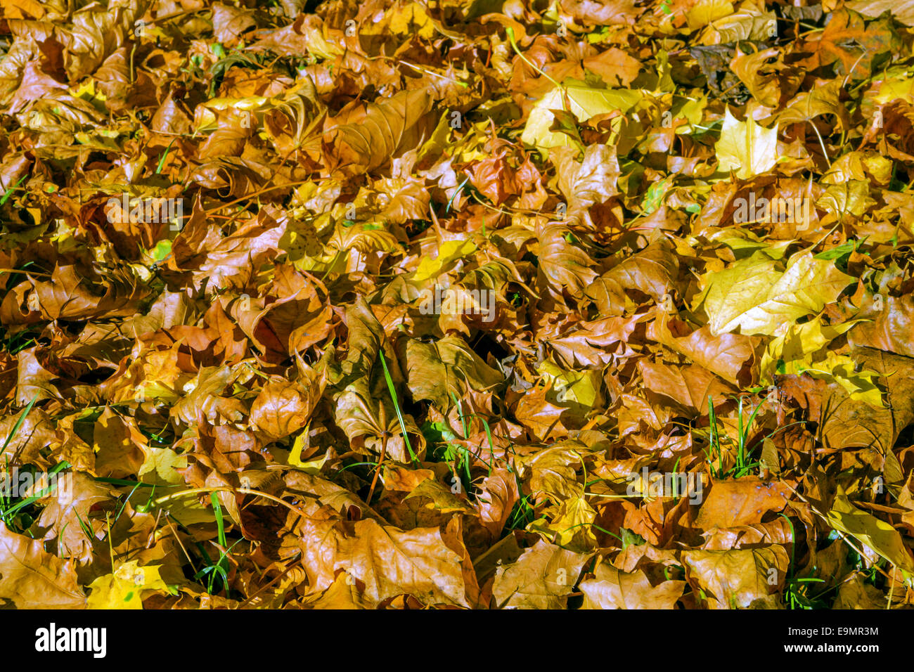 fogliame di autunno Foto Stock