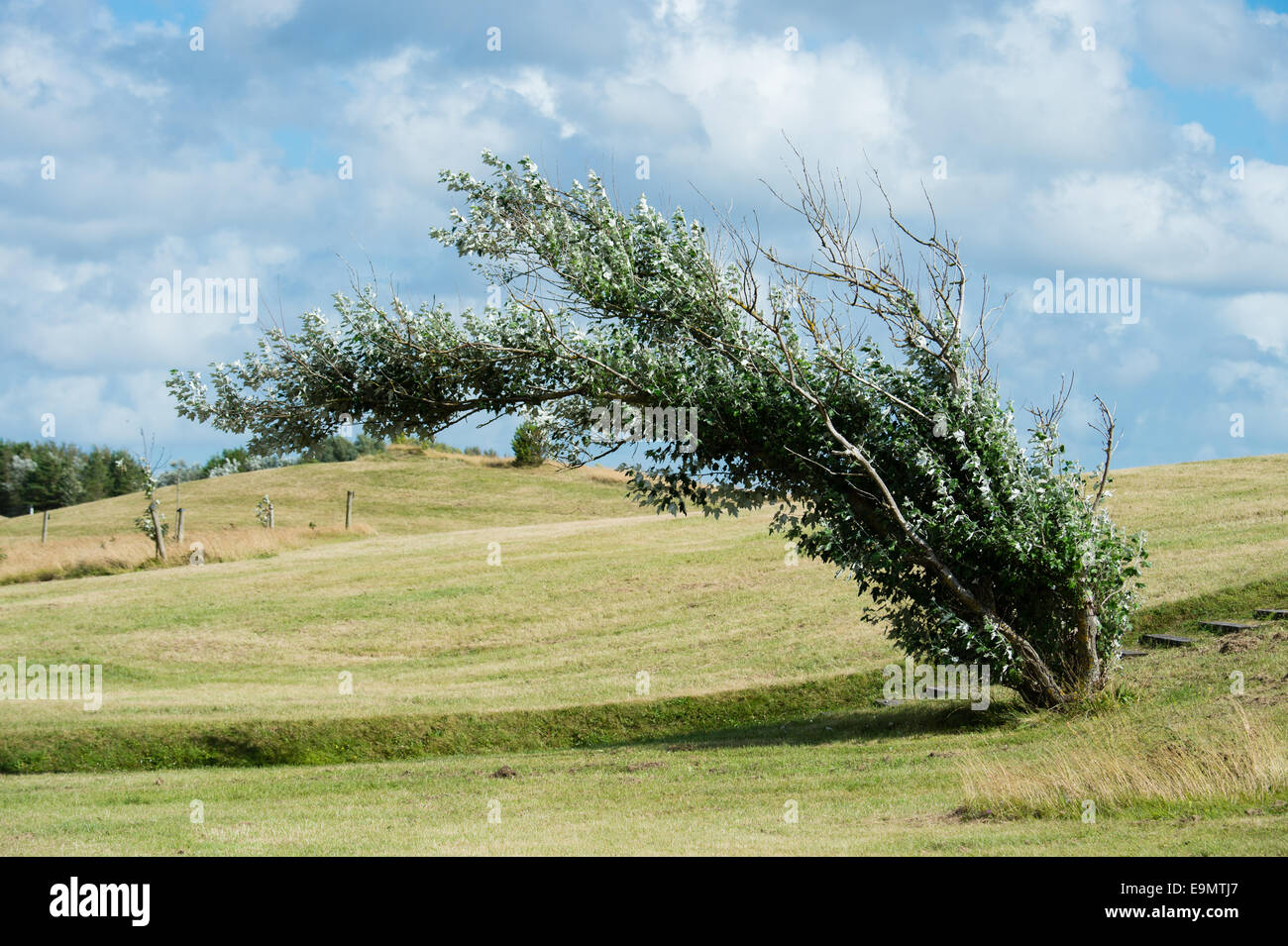 Un albero che cresce piegate fuori forma dal vento, REGNO UNITO Foto Stock