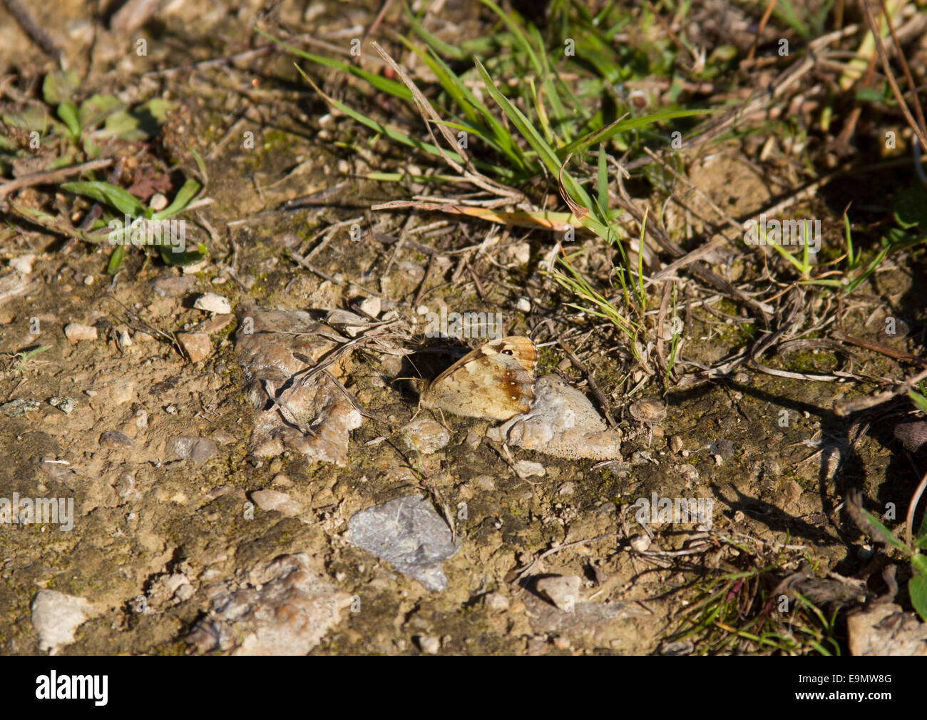 Chiazzato legno butterfly nell autunno del sole Foto Stock