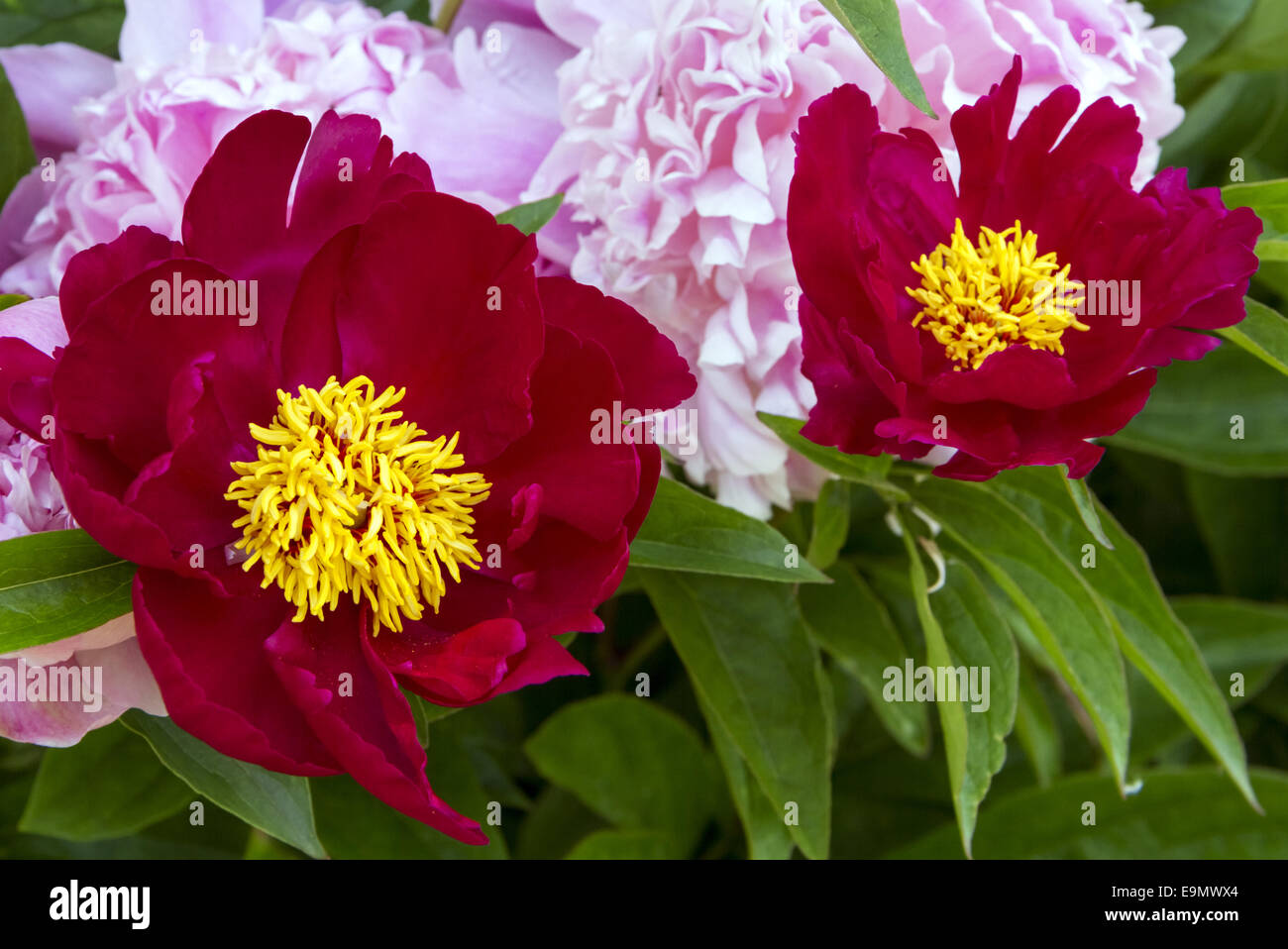 peonie Foto Stock