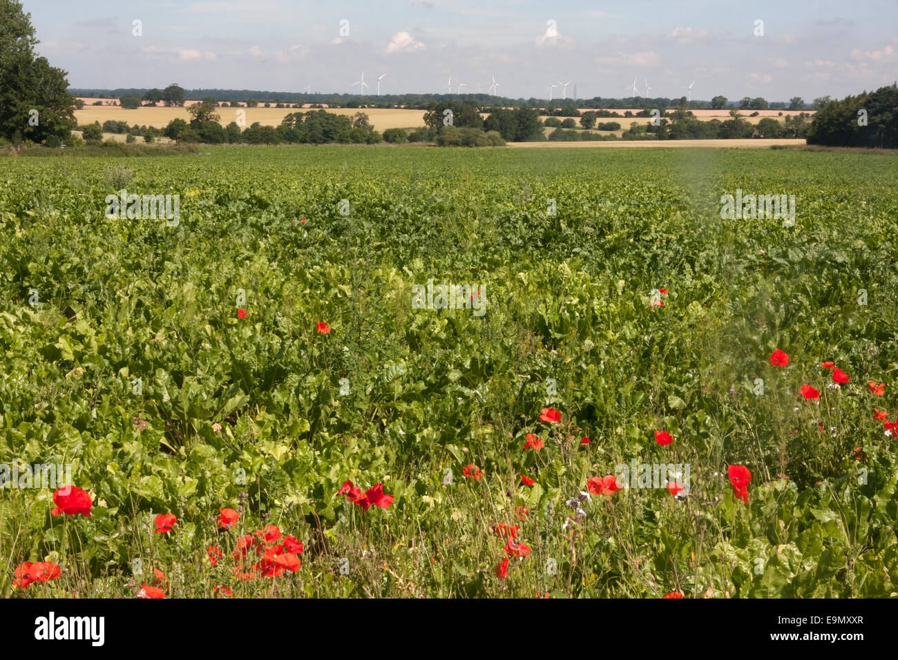 Vista su tutta la barbabietola da zucchero campo verso centrali eoliche, margine di campo con papaveri, poco Cressingham, Norfolk, East Anglia Foto Stock