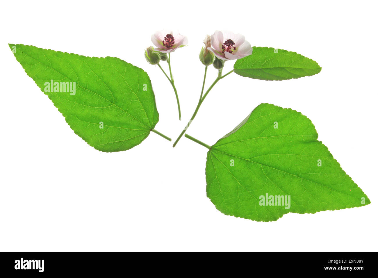 Marshmallow (Althaea officinalis) Foto Stock