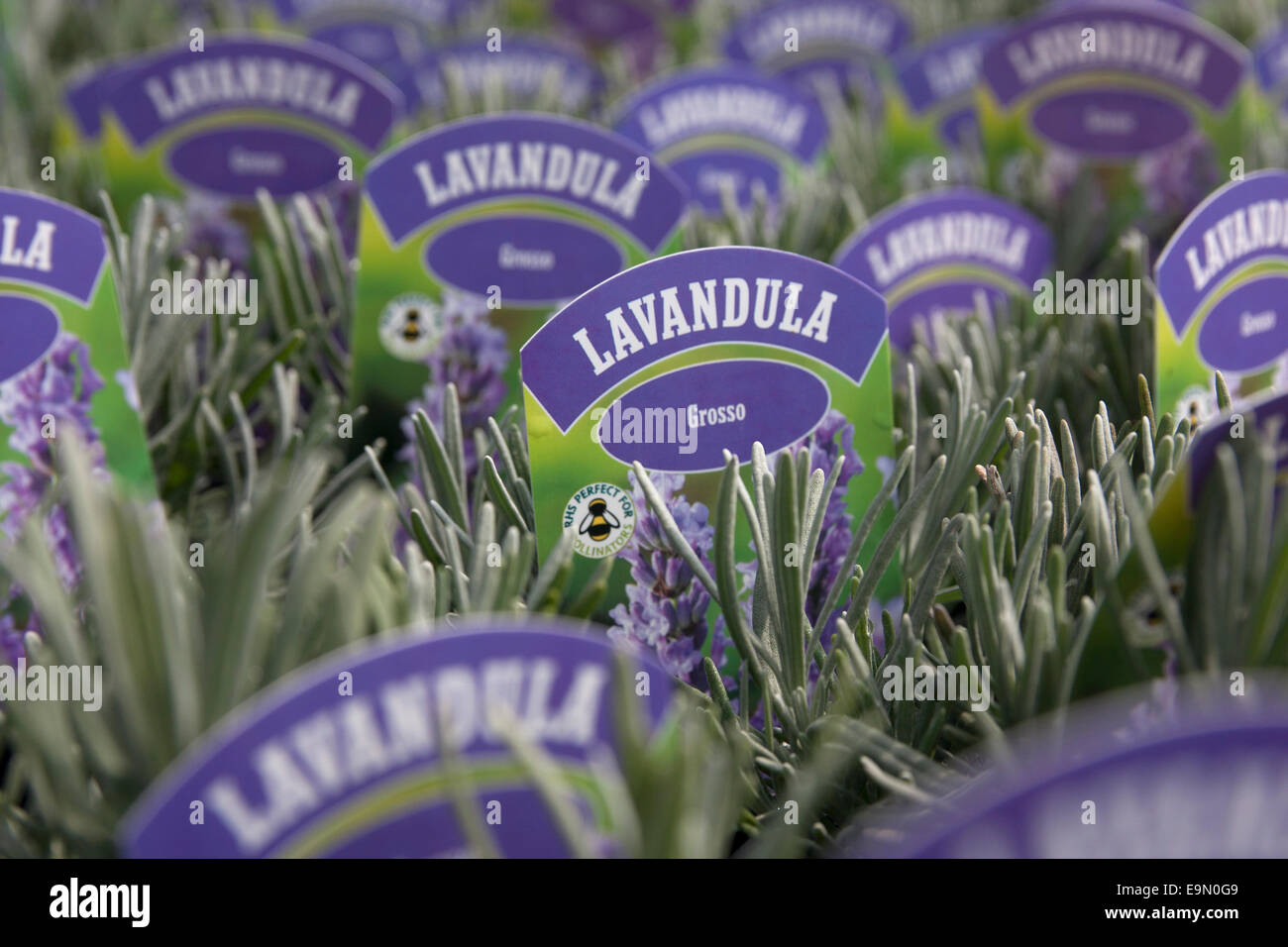 Le piante giovani, Norfolk Lavender Farm, Heacham, Norfolk, East Anglia, Inghilterra Foto Stock