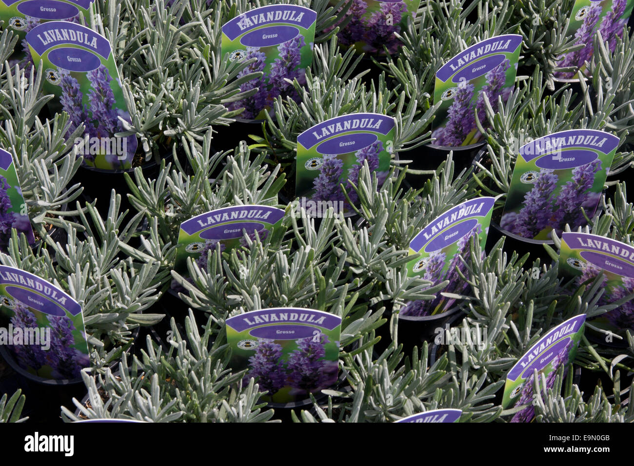 Le piante giovani, Norfolk Lavender Farm, Heacham, Norfolk, East Anglia, Inghilterra Foto Stock