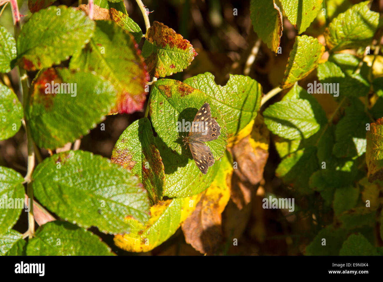 Chiazzato legno butterfly nell autunno del sole Foto Stock
