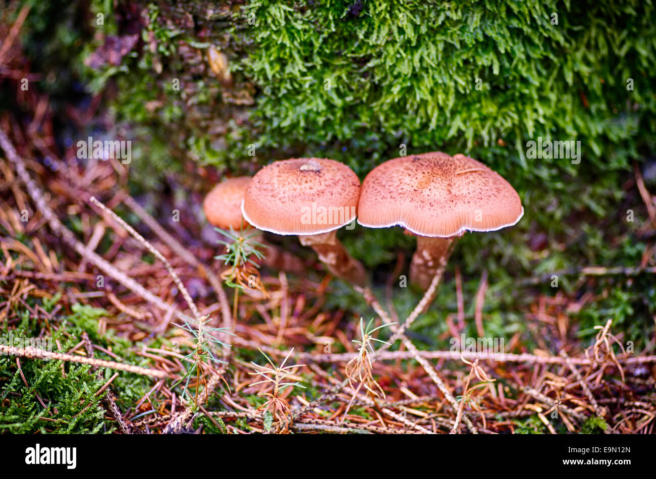 I funghi nel dettaglio Foto Stock