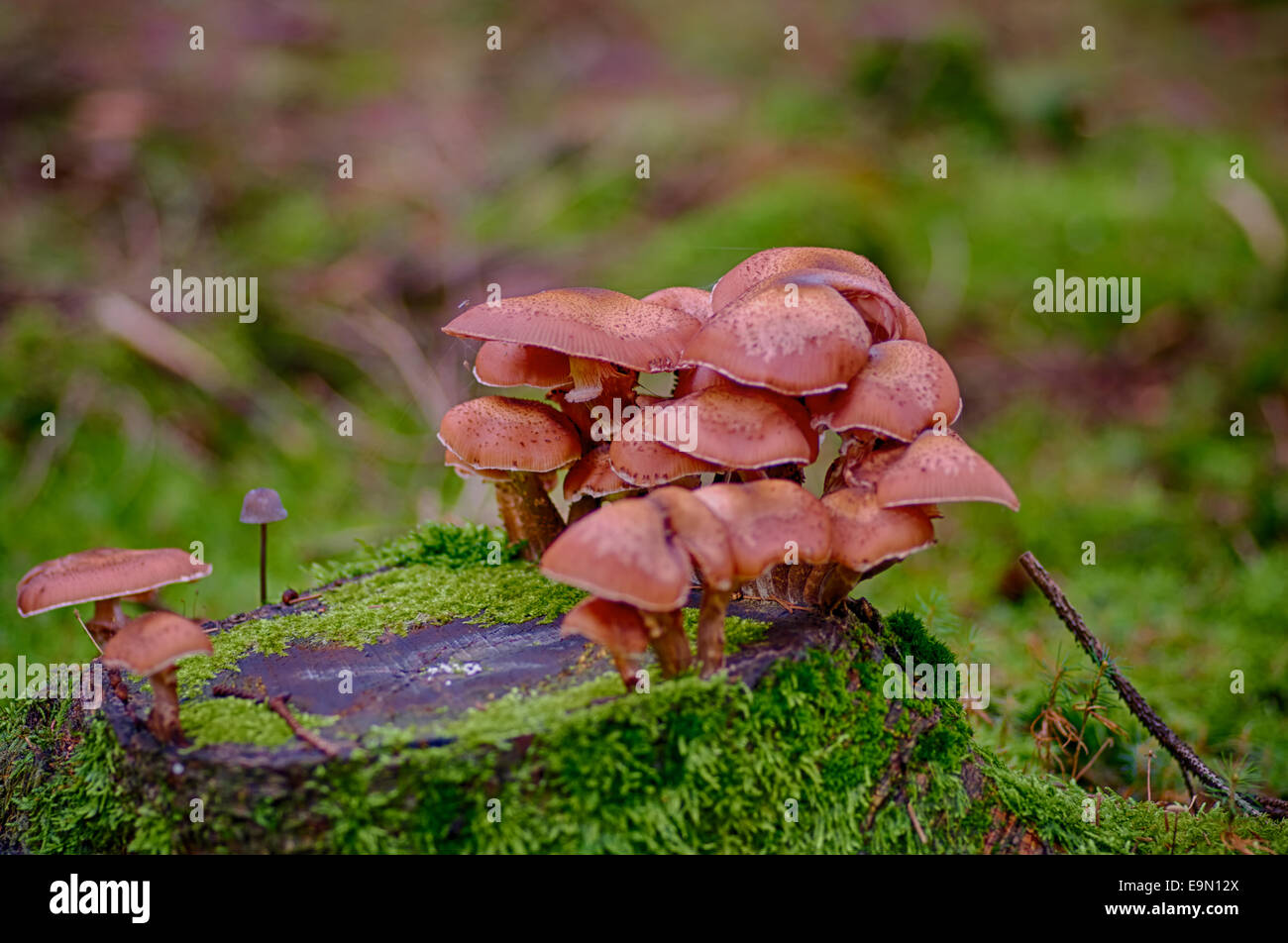 I funghi nel dettaglio Foto Stock