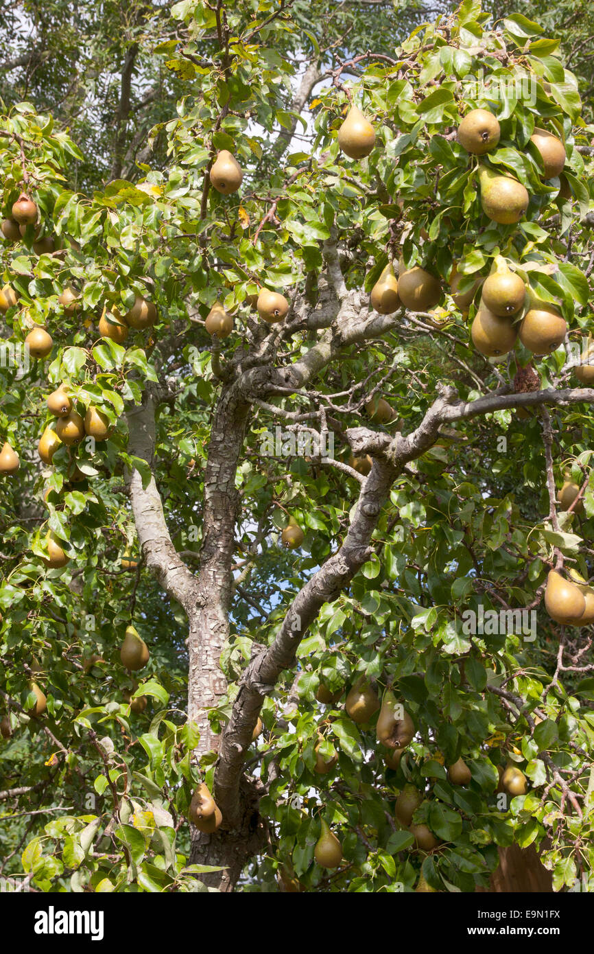 Cresciuto in casa conferenza pera (Pyrus communis), Inghilterra Foto Stock